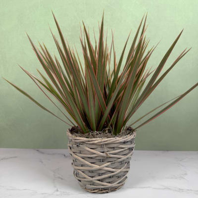 Bicolor Dracaena Planter