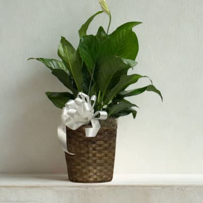 Simply Elegant Spathiphyllum (Peace Lily)