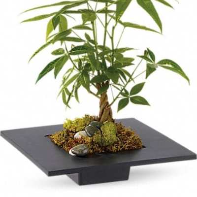 Potted bamboo plant in a black square planter with moss and stones