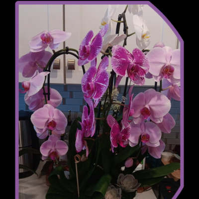 classic pink orchids