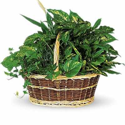Basket of assorted green houseplants