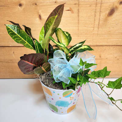 Potted leafy plant in a decorated container with a blue bow