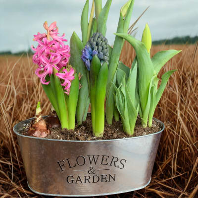 Potted tulips and pink hyacinths in a metal container