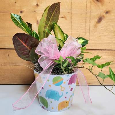 Potted plant in a decorated container with a pink ribbon bow