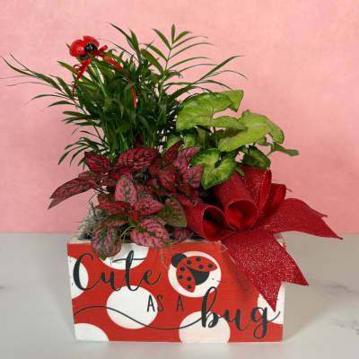 Potted plant arrangement in a decorated box with a red bow