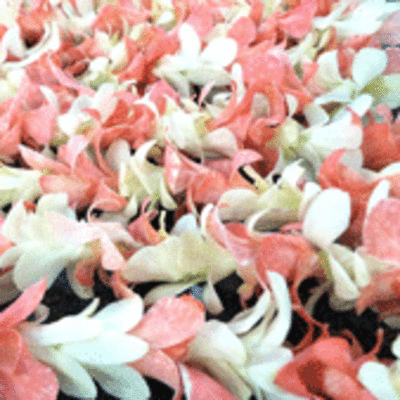 Pink & White Dendrobium Lei