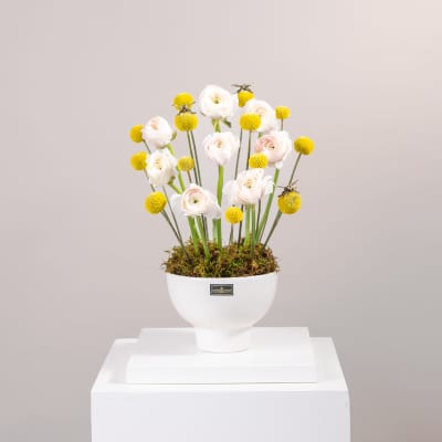 White ranunculus and yellow pom-pom flowers in a white pedestal vase