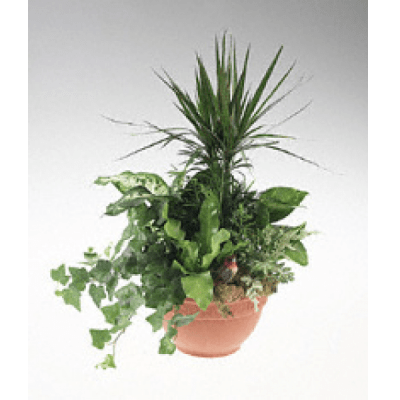 Potted arrangement of assorted green houseplants in a terracotta pot