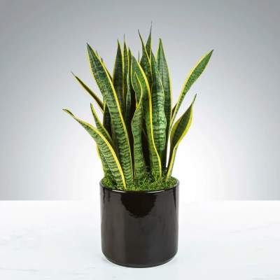 Snake plant
