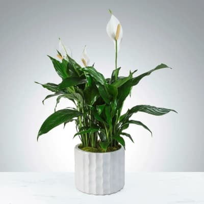 Peace Lily