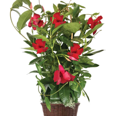 Mandevilla red Plant