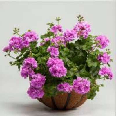 A beautiful geranium hanging basket