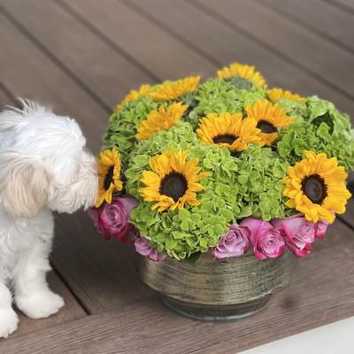 Sunflowers and pink roses in a round vase beside a small white dog