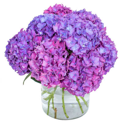 Purple and pink hydrangea bouquet in a clear glass vase