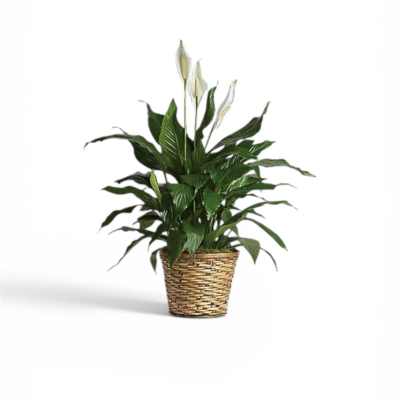 Petal Perfection‘s Splendid Spathiphyllum