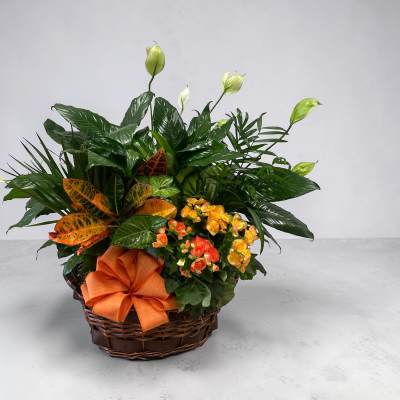 Petal Perfection’s European Plant Garden