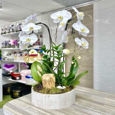 Potted white orchid plant with multiple tall stems in a round white wood container