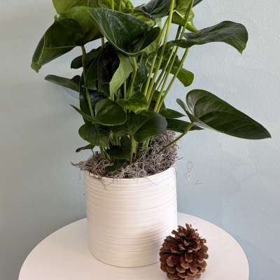 8" White Anthurium Plant