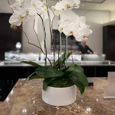 Luxe Orchid Plant