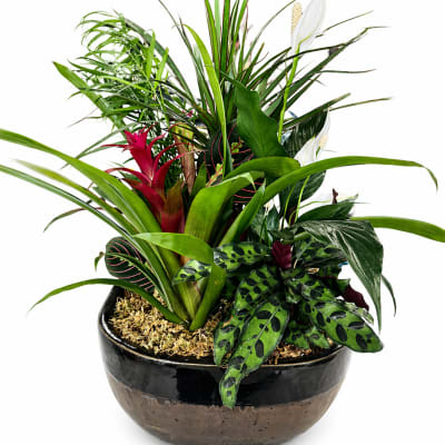 Large Euro Dish Garden