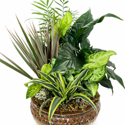 Medium Euro Dish Garden