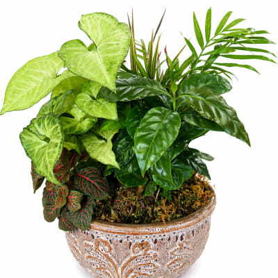 Small Euro Dish Garden