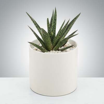 Small spiky succulent plant in a white ceramic pot with white pebbles
