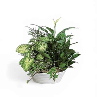 Petal Perfection’s Gardeners Dream