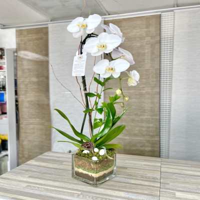Tall white orchid plant in a square glass vase with layered soil.