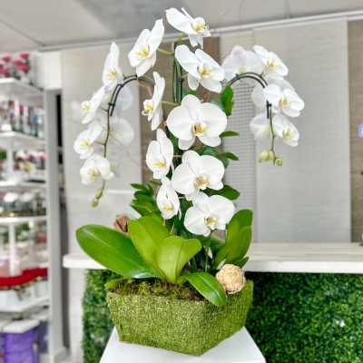 Potted white orchid plant with cascading blooms in a moss-covered rectangular container.