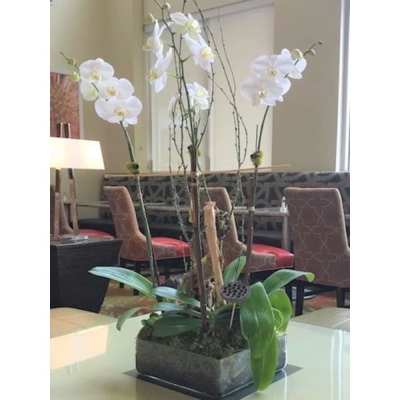 Tall white orchid plant in a low rectangular glass container with moss and branches