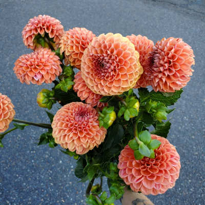 Handheld bunch of peach ball dahlias with round petals against a paved background