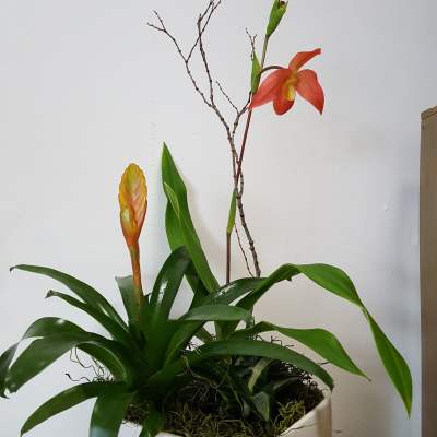 Mixed tropical plant with an orange orchid bloom in a white ceramic container.
