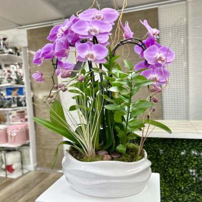 Lavender phalaenopsis orchid planter with assorted green plants in a white ceramic bowl