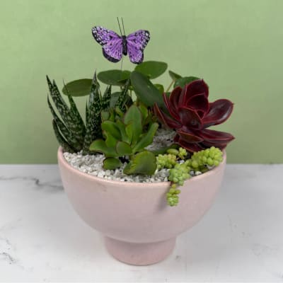 Serene Succulent Garden