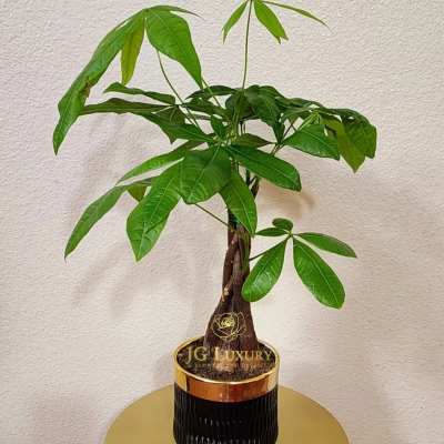 Money Tree (Container May Vary)