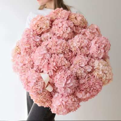 Large bouquet of pale pink hydrangeas held by a person