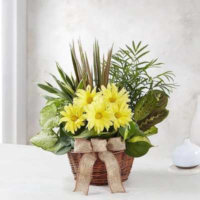 Lush green plants and yellow daisy flowers in a wicker basket with a burlap bow.