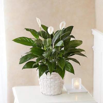 Peace lily plant with white blooms in a white woven basket on a table beside a small candle.