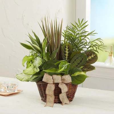 Mixed green houseplants in a woven basket with a burlap bow