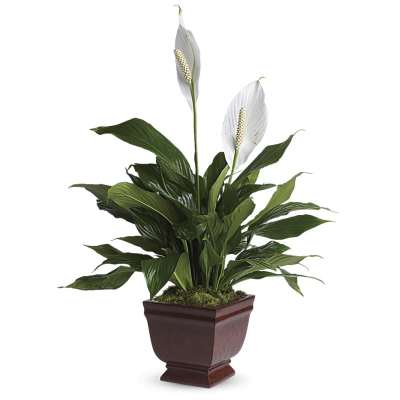 Peace lily plant with two white blooms in a square brown planter
