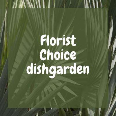 Graphic with the words 'Florist Choice dishgarden' over overlapping green palm fronds.