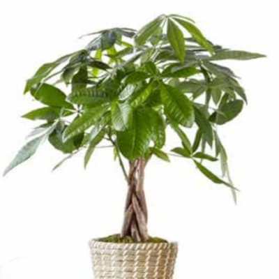 Potted money tree plant in a woven basket