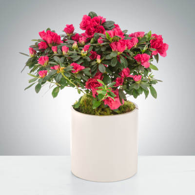 Blooming pink flowering plant in a white ceramic pot