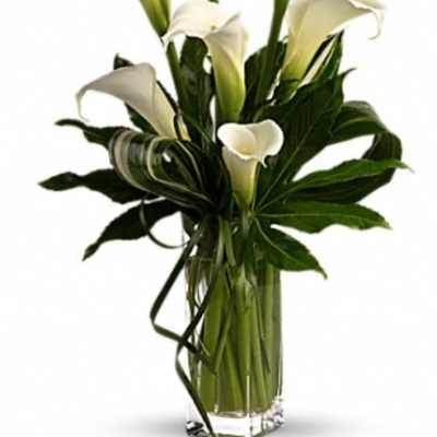 Tall arrangement of white calla lilies in a clear rectangular glass vase