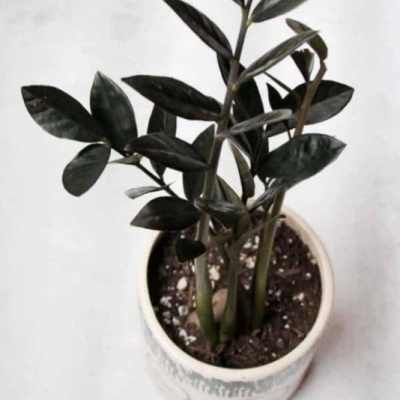 Potted plant with dark glossy leaves in a white container