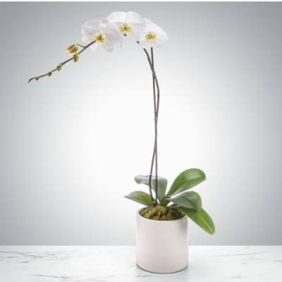 White orchid plant in a pale pink pot