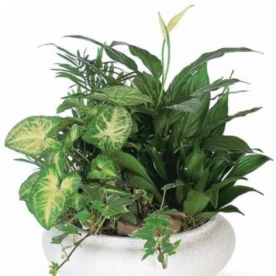 Mixed green houseplants in a white ceramic planter