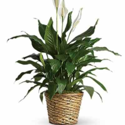 Tall peace lily plant with white blooms in a woven basket planter