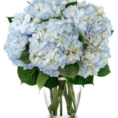 Blue hydrangea bouquet in a clear glass vase